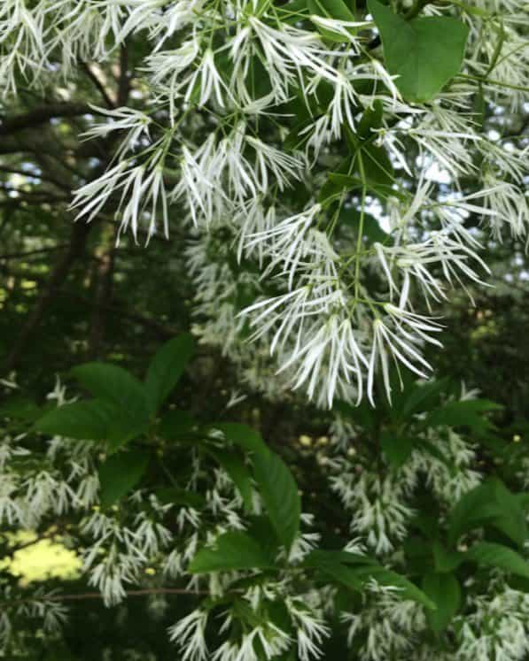 Spring Fleecing Fringe Tree