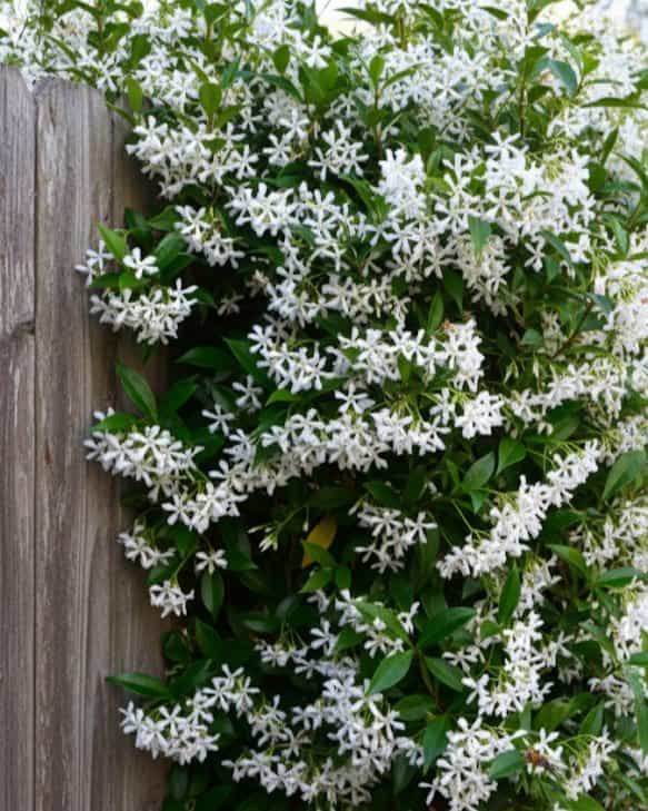 Star Confederate Jasmine Madison Hardy