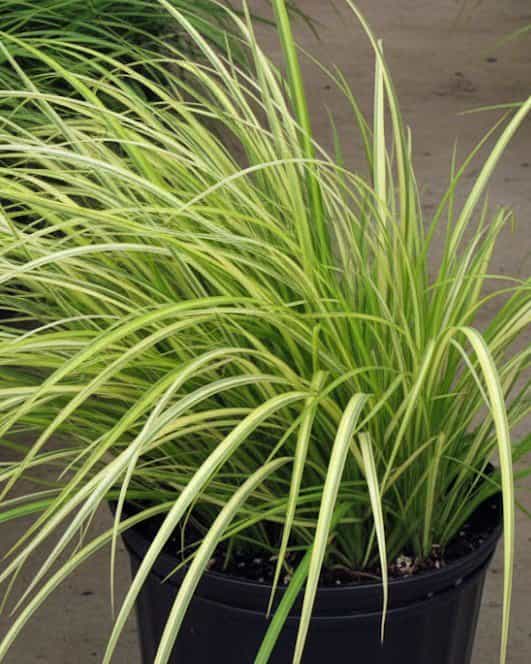 Sweet Flag Golden Variegated Ogon