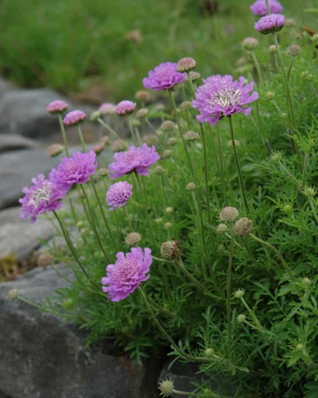 Vivid Violet Scabiosa Pincushion