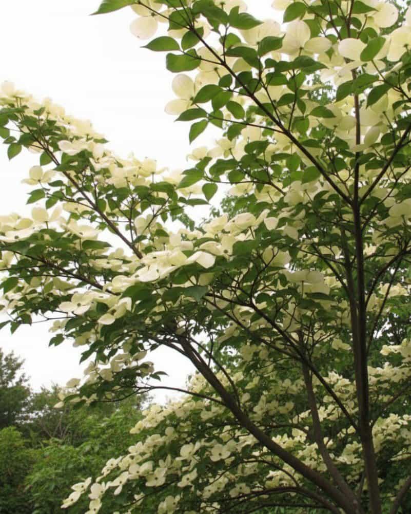 Venus Dogwood