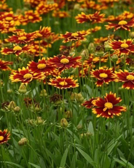 Uptick Coreopsis Red