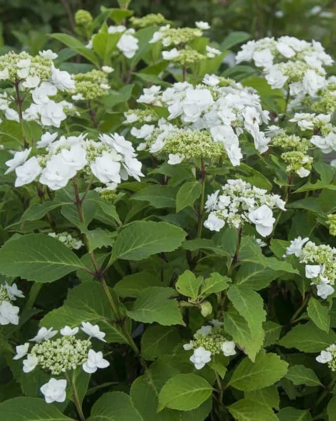 Wedding Gown Hydrangea