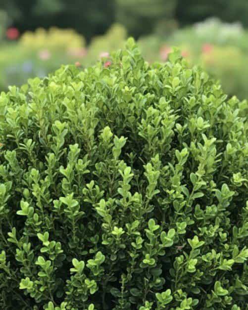 Winter Gem Boxwood