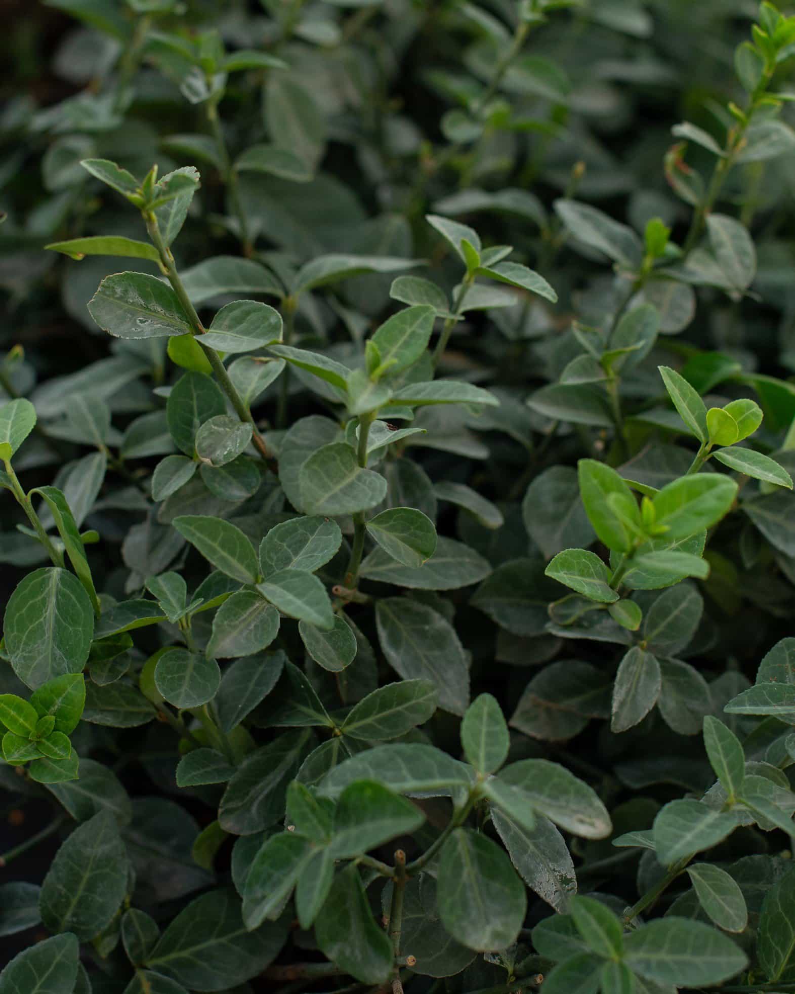 Wintercreeper Euonymus