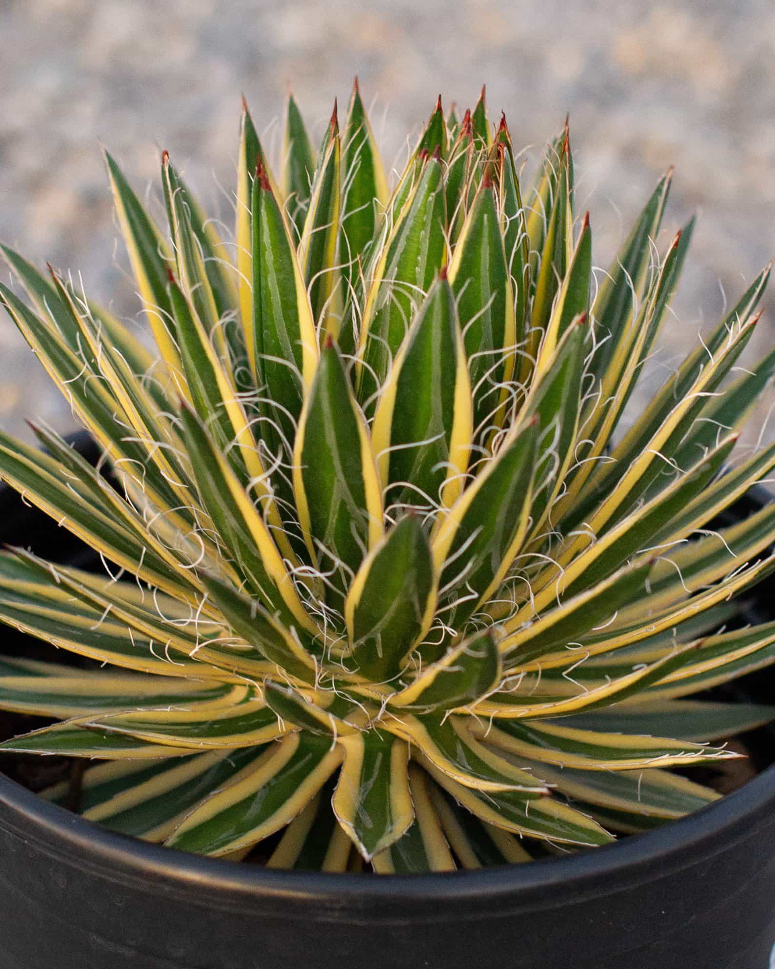 Royal Flush Agave