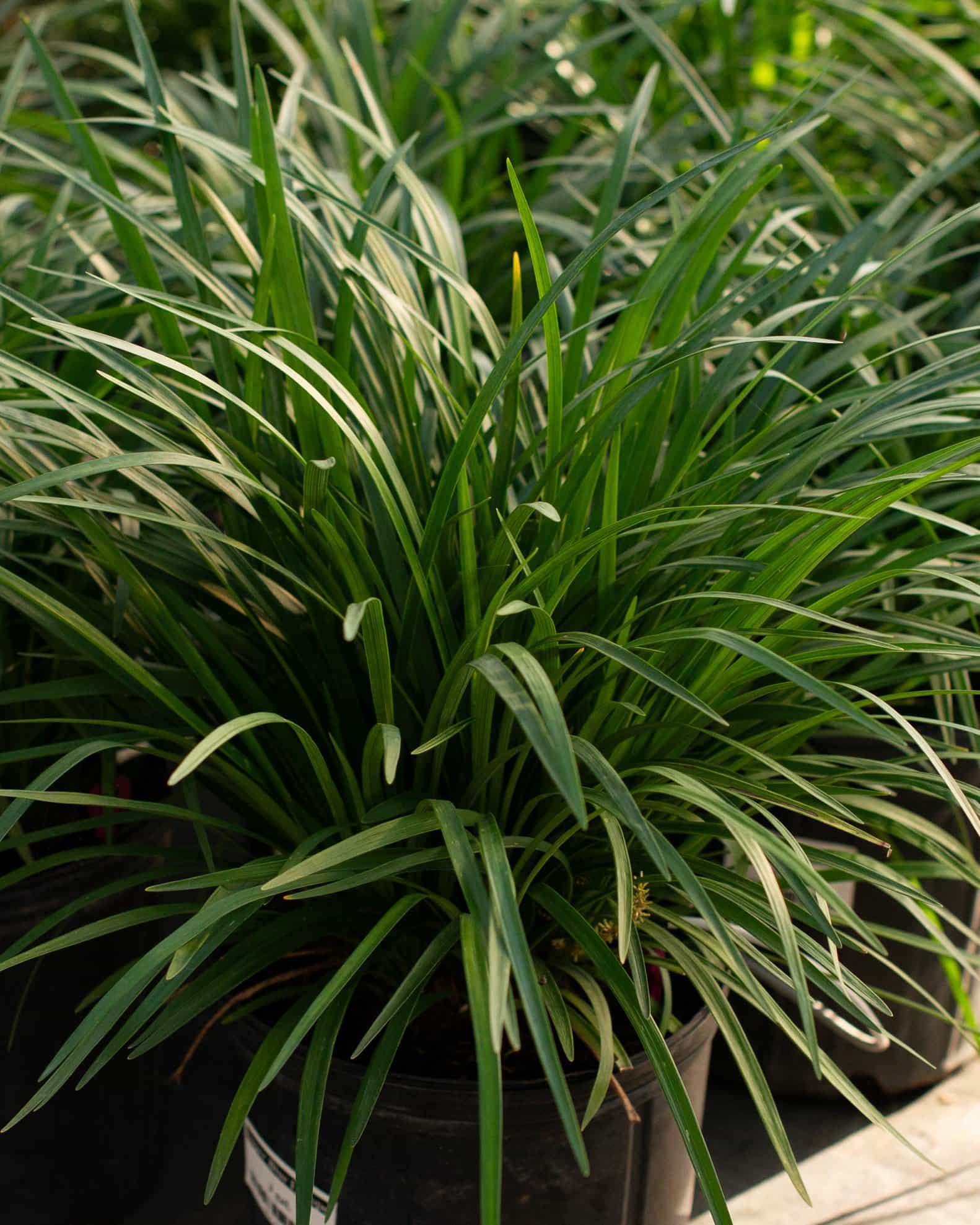 Super Blue Liriope