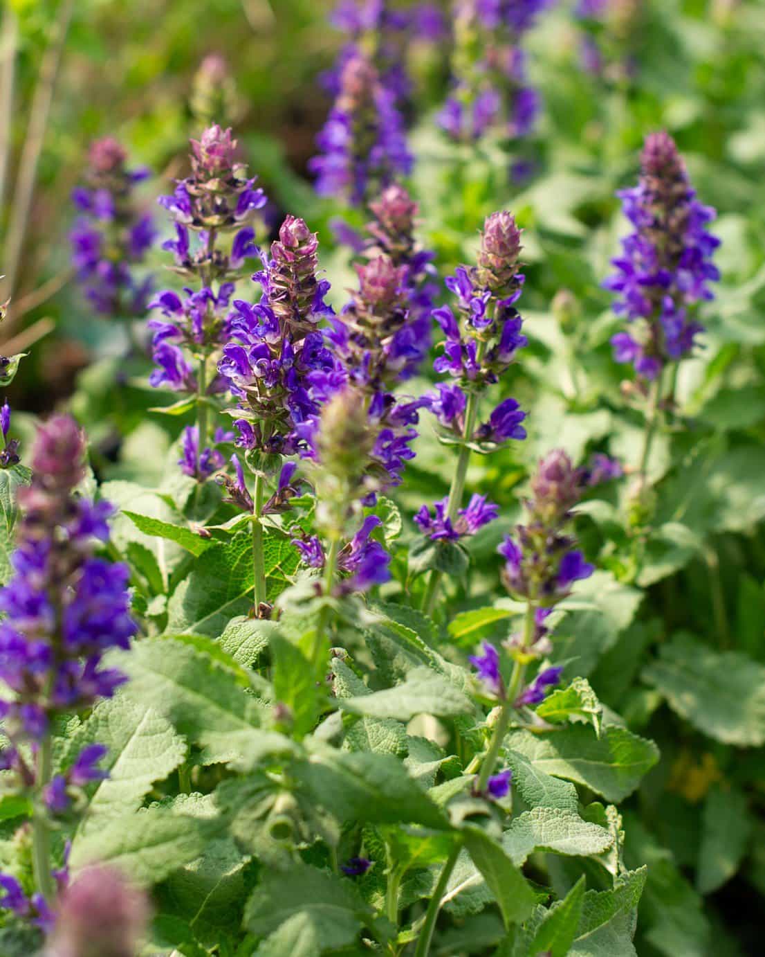 Blue Marvel Meadow Salvia