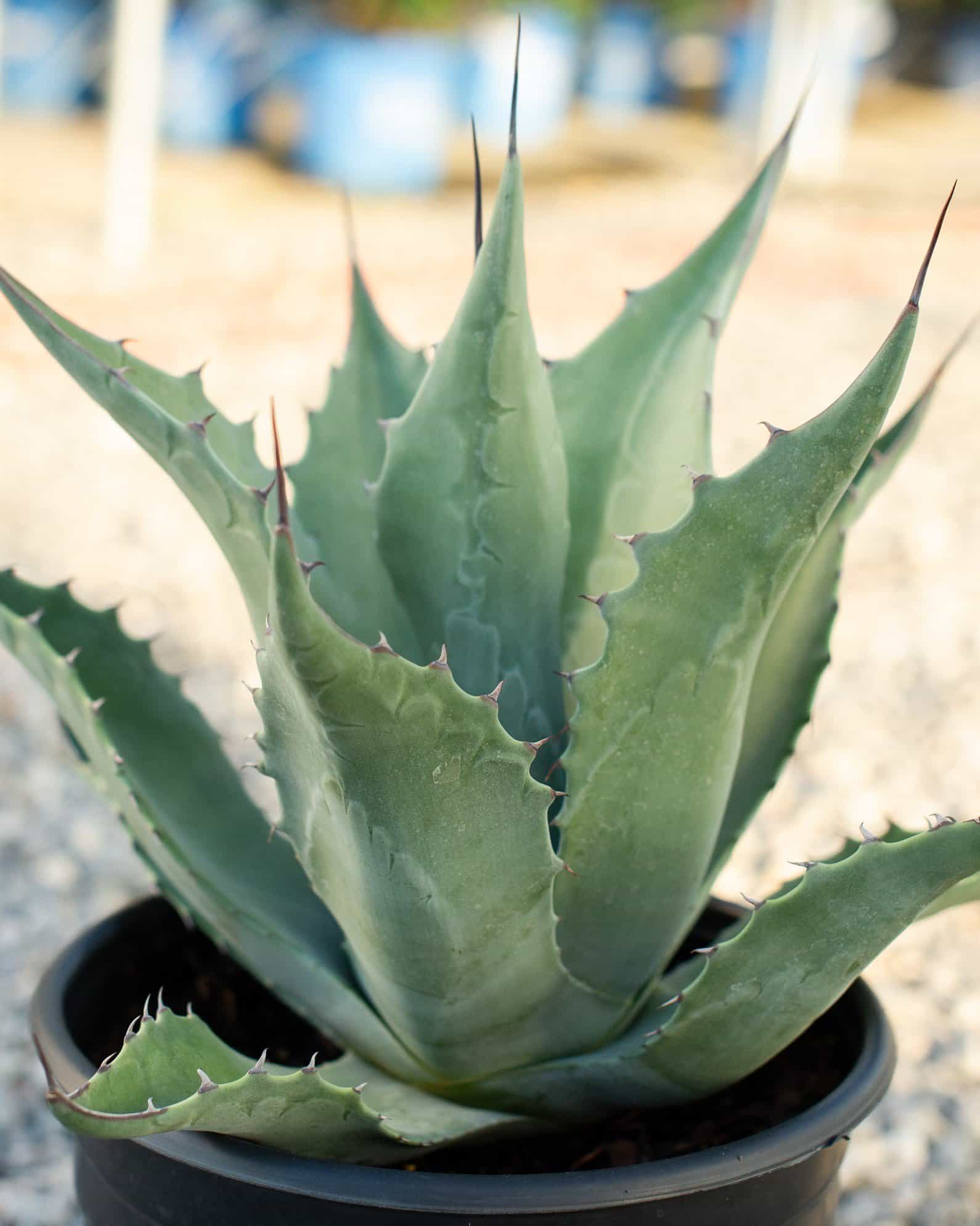 Havardiana Agave