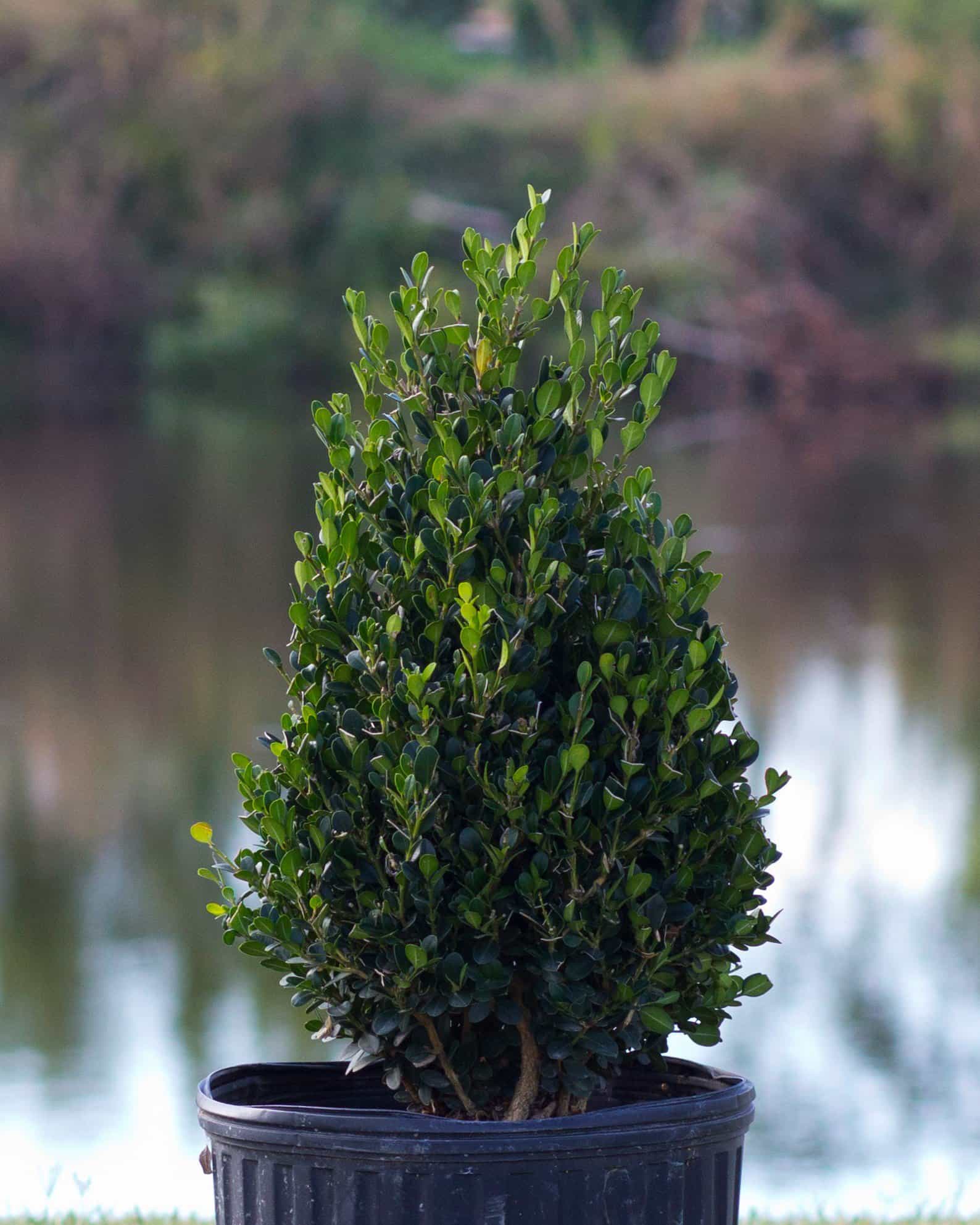 Wintergreen Boxwood Cone