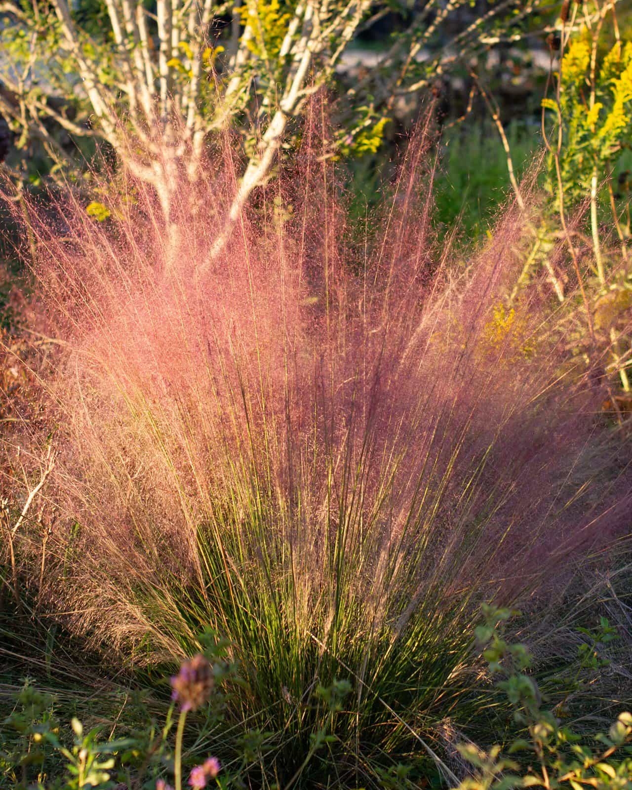 Pink Muhly