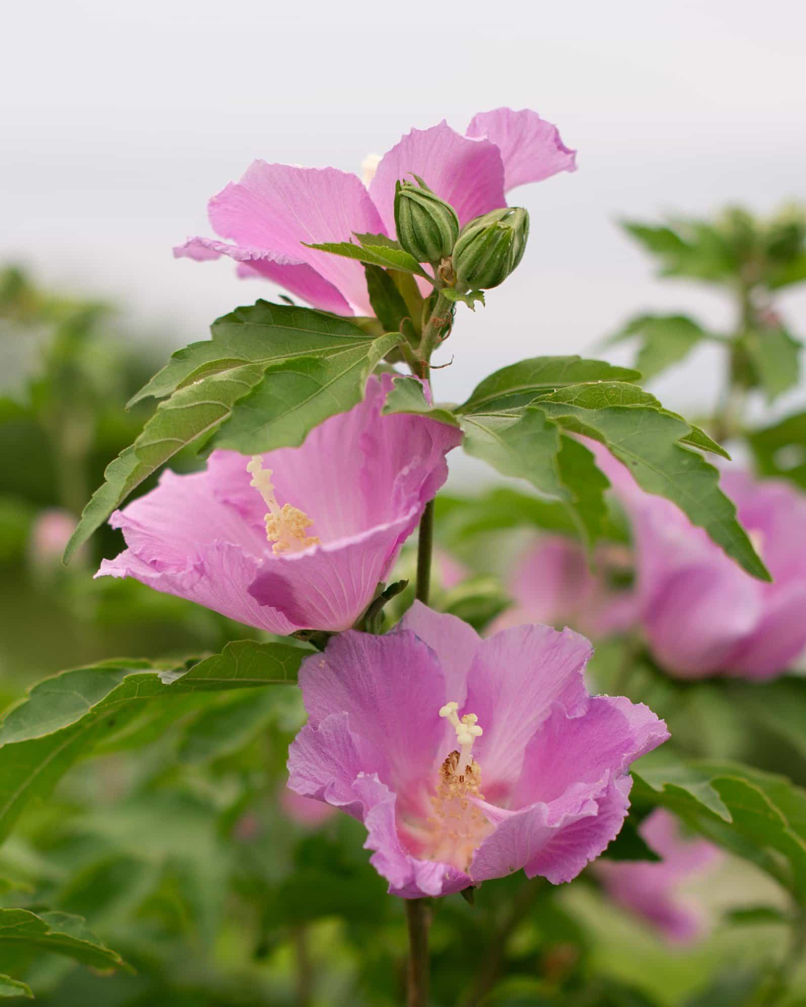Pollypetite Althea Tree Form