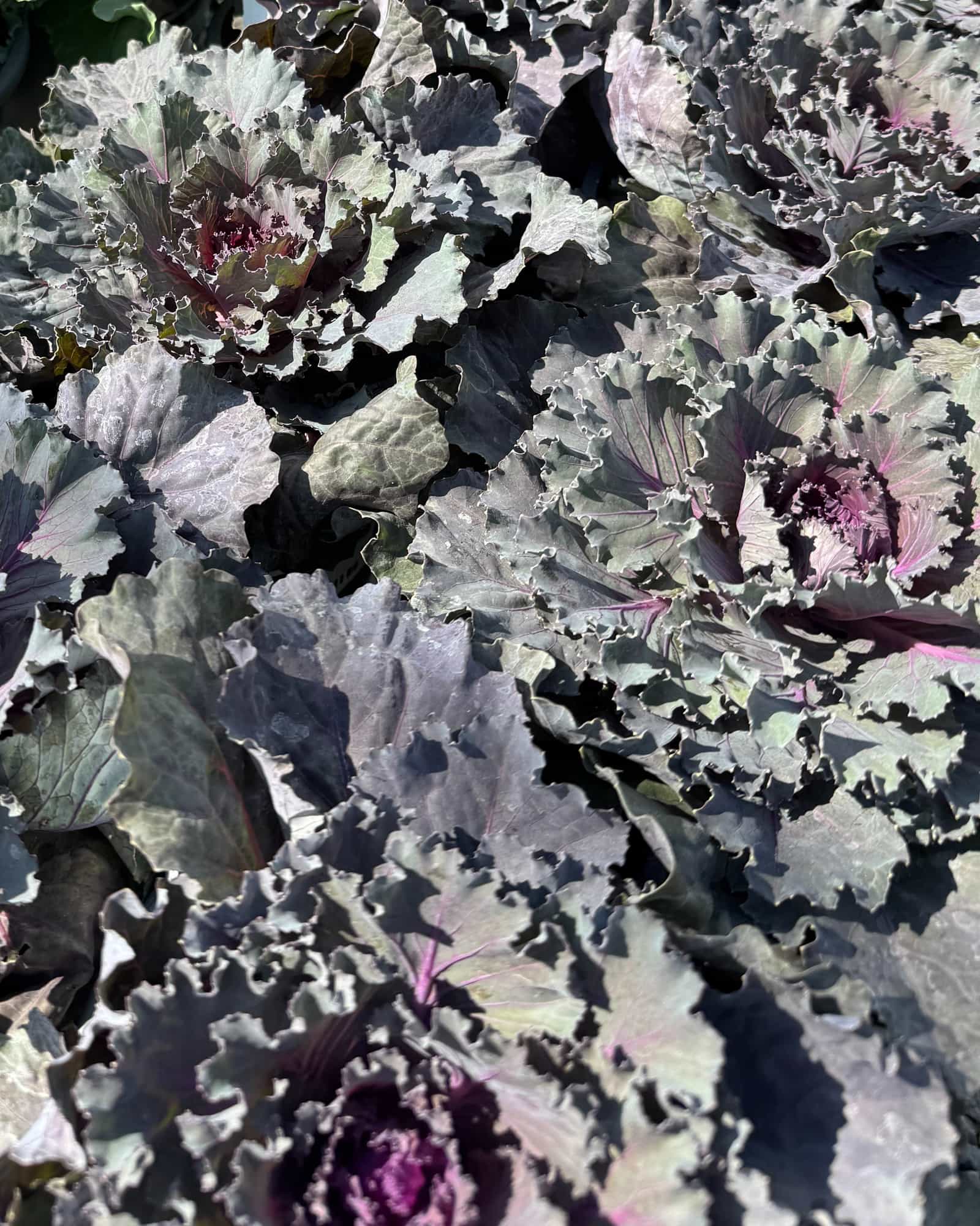 Osaka Red Cabbage