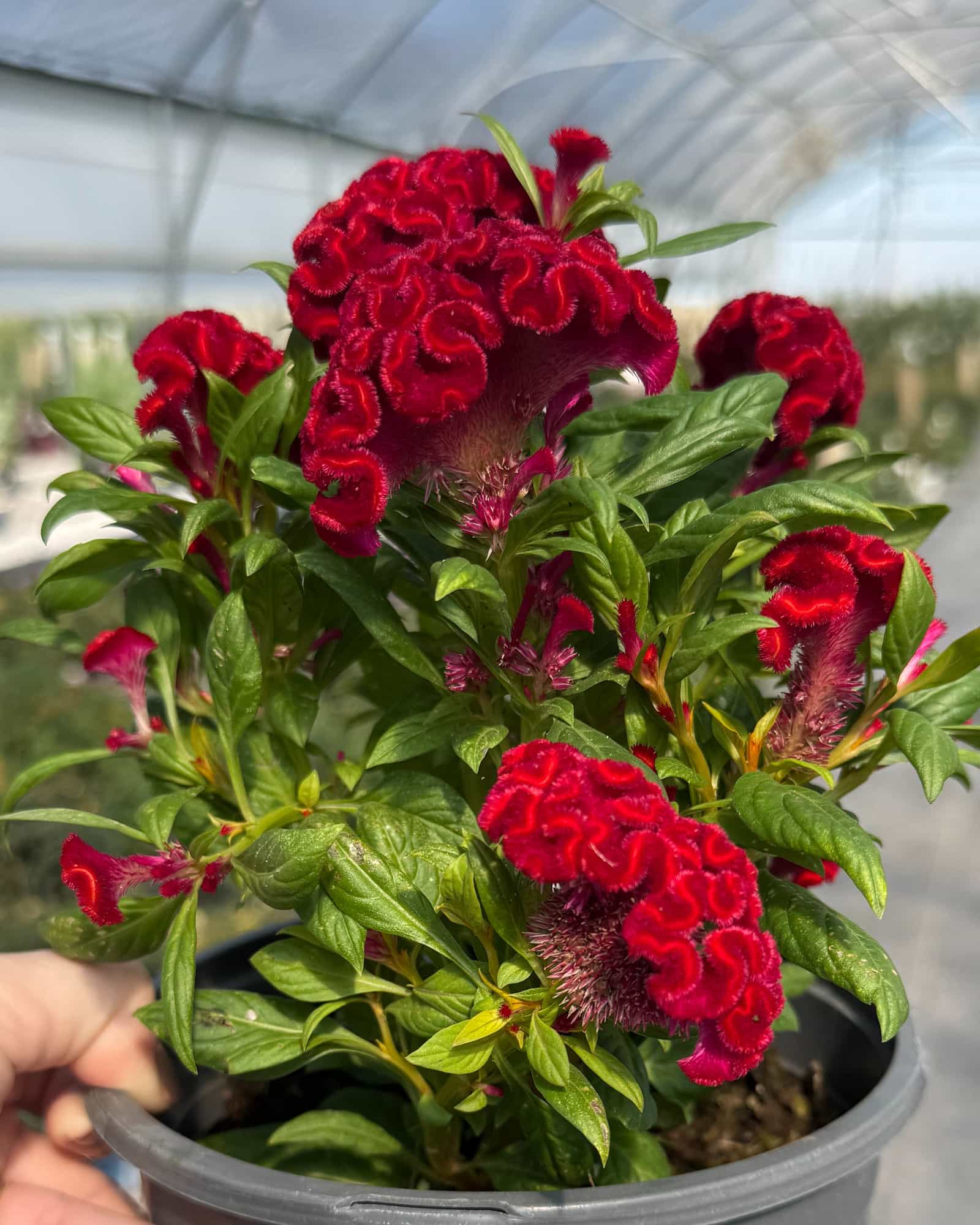 Twisted Red Celosia