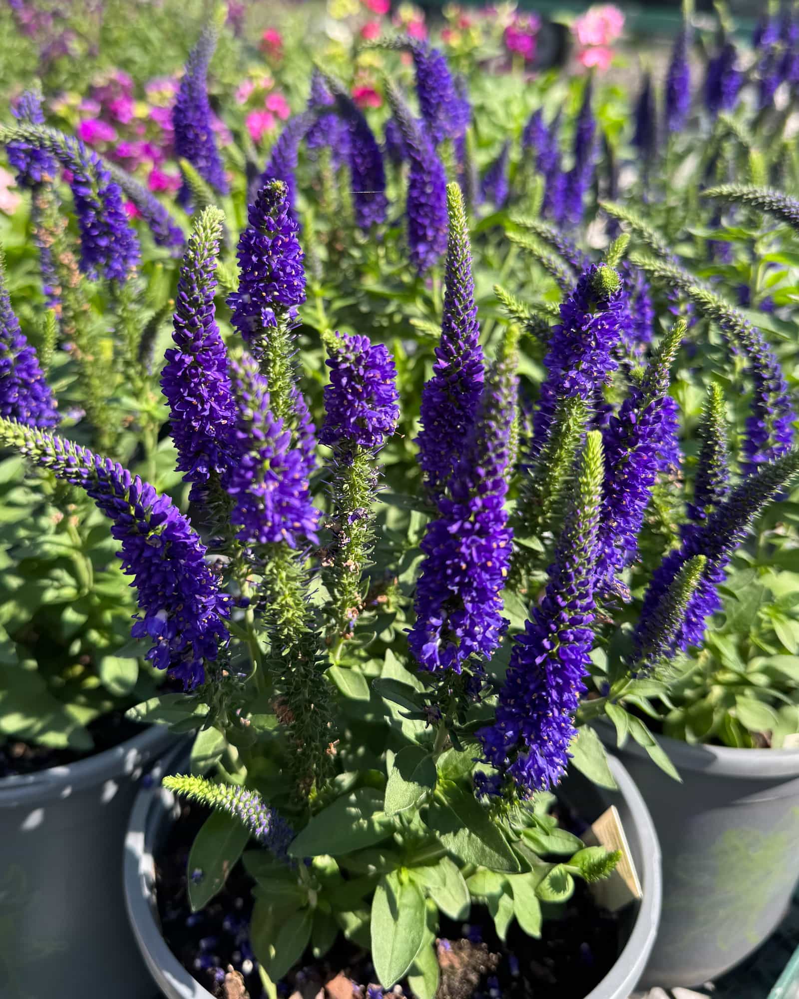 Vernique Dark Blue Veronica