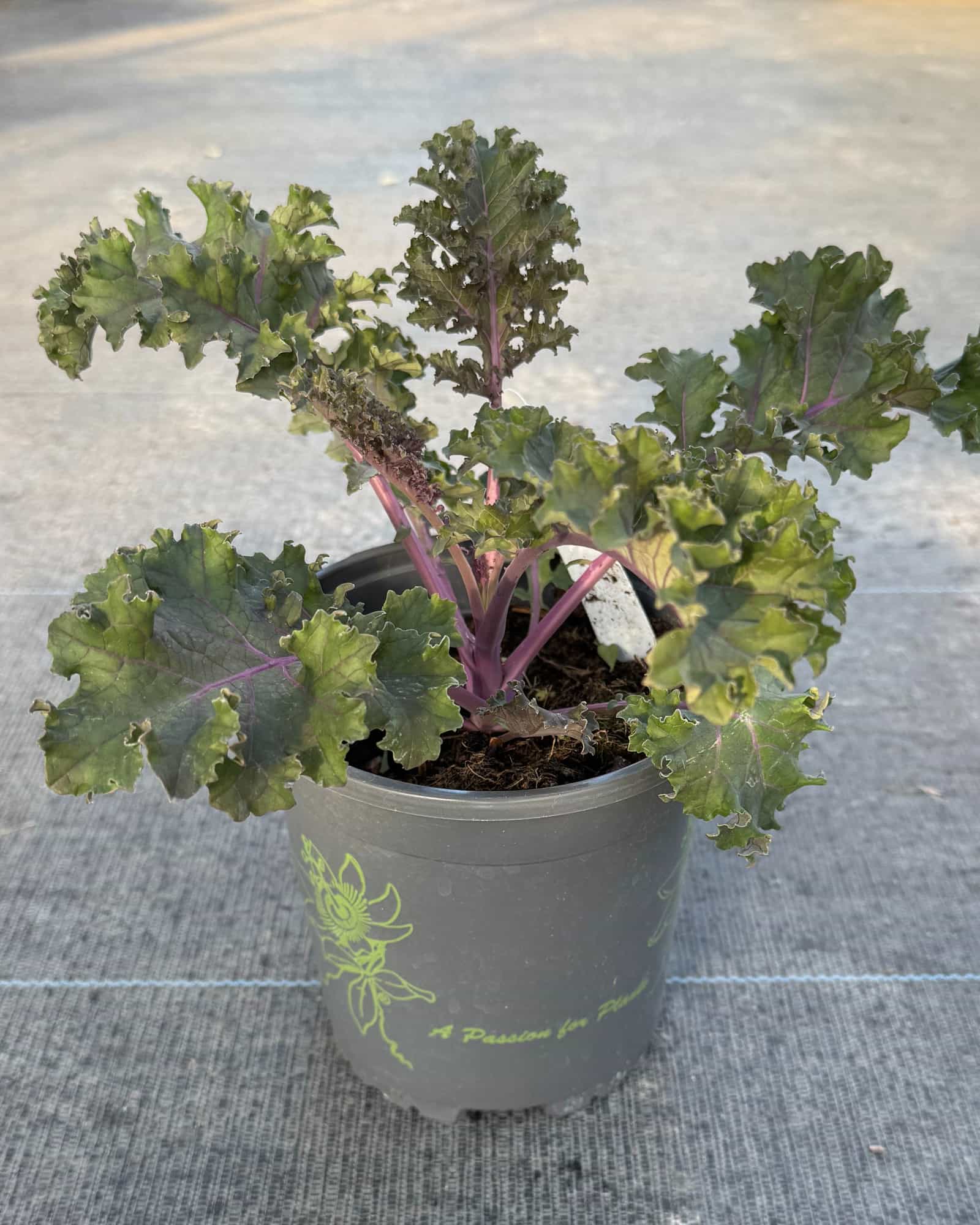 Sunbor Kale