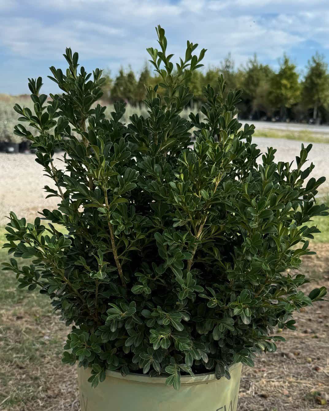 NewGen Independence Boxwood