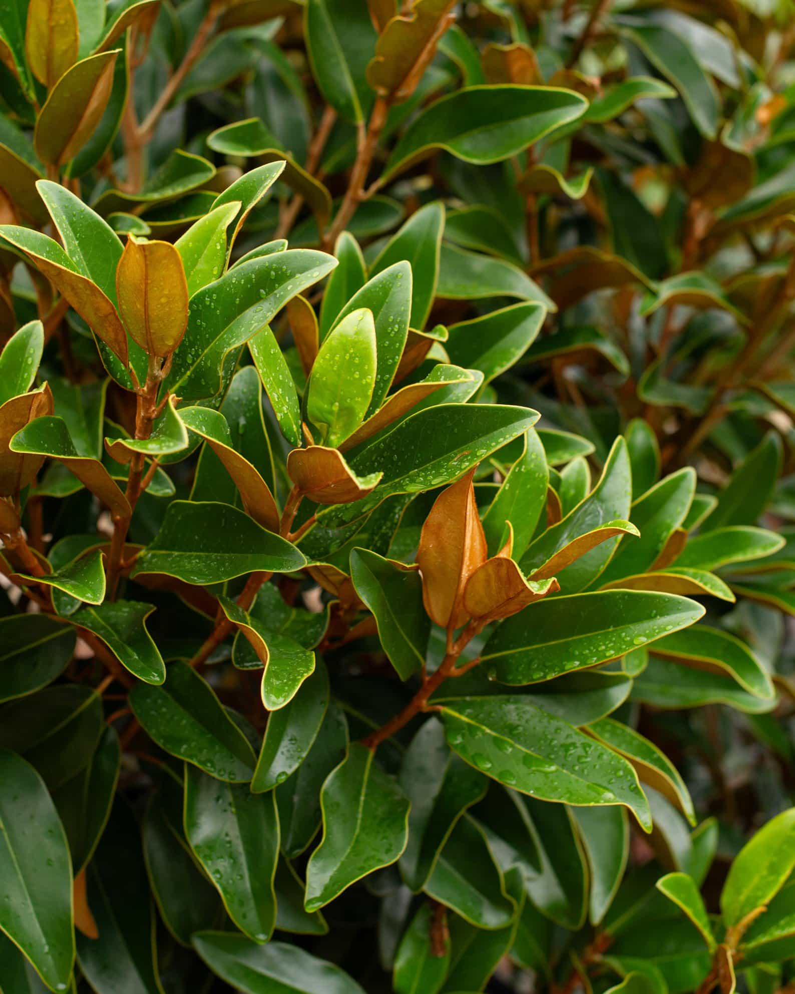 Alta Magnolia Tree Form