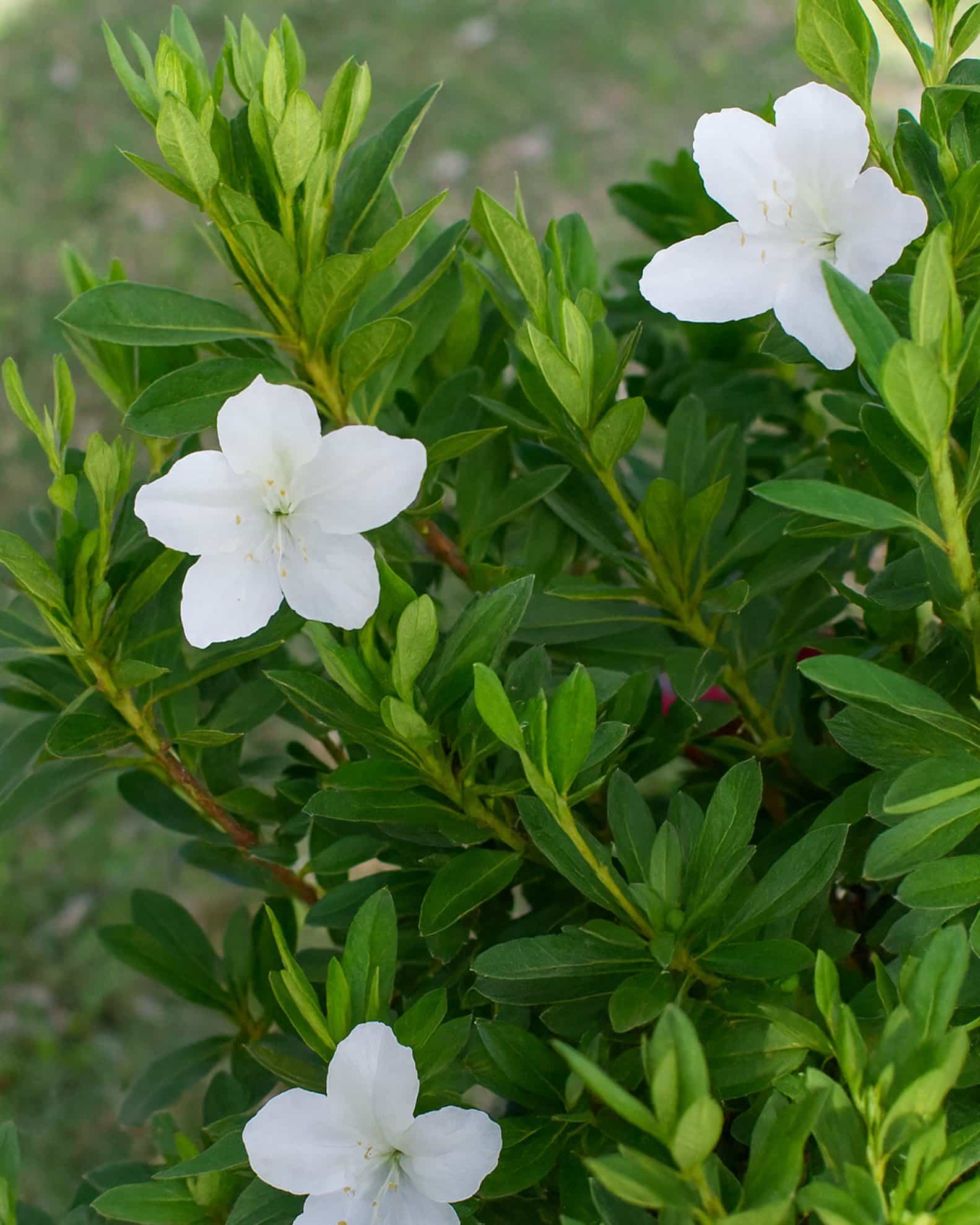 GG Gerbing Azalea