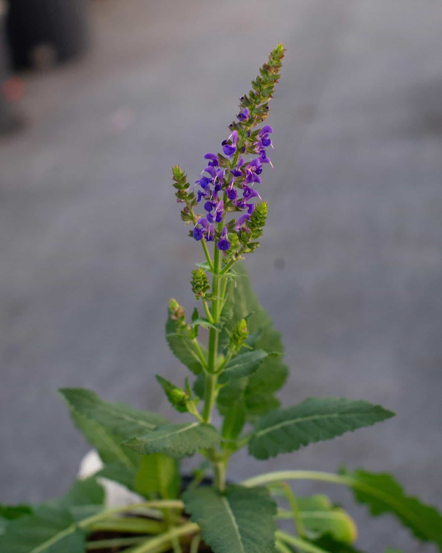 Blue By You Salvia