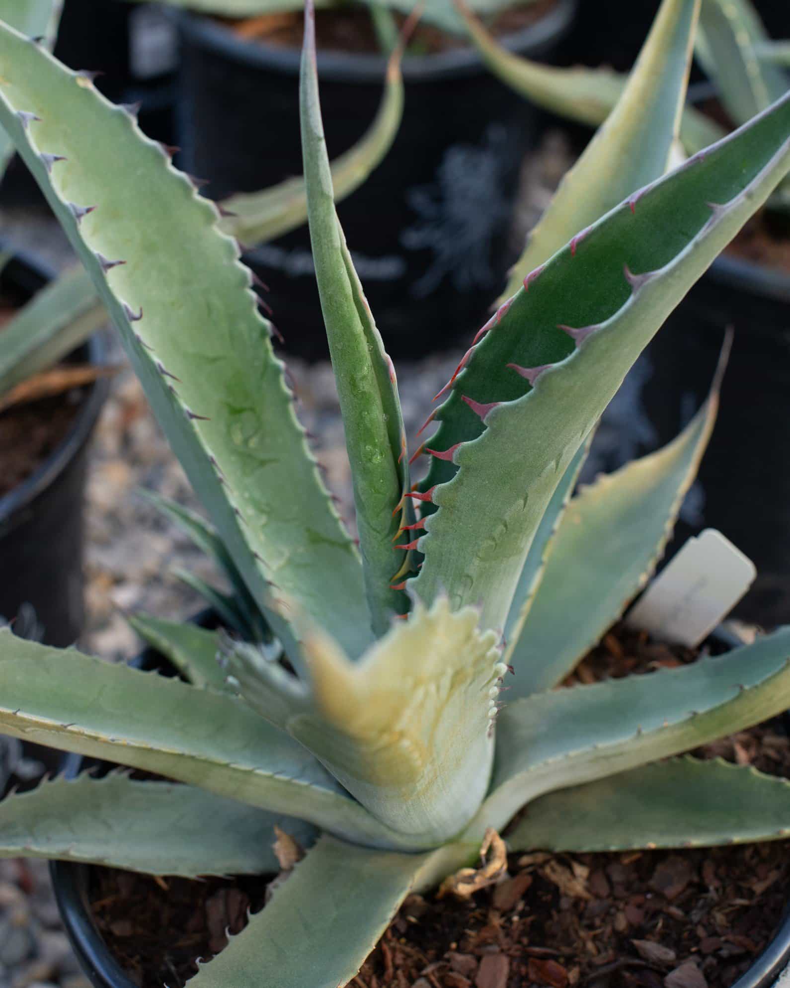 Azul Monterrey Agave