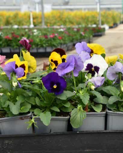 Matrix Blotch Mix Pansy