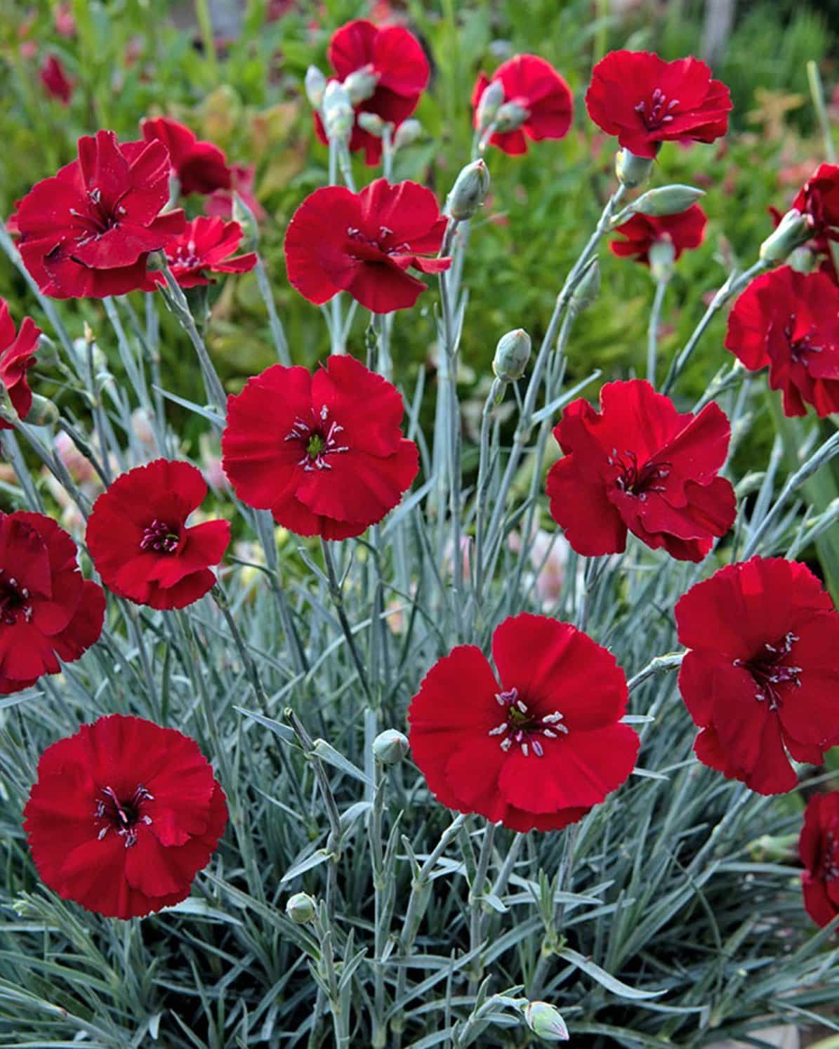 American Pie Cherry Pie Dianthus