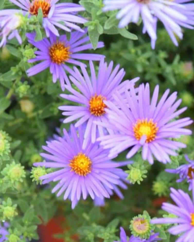 Aromatic Aster