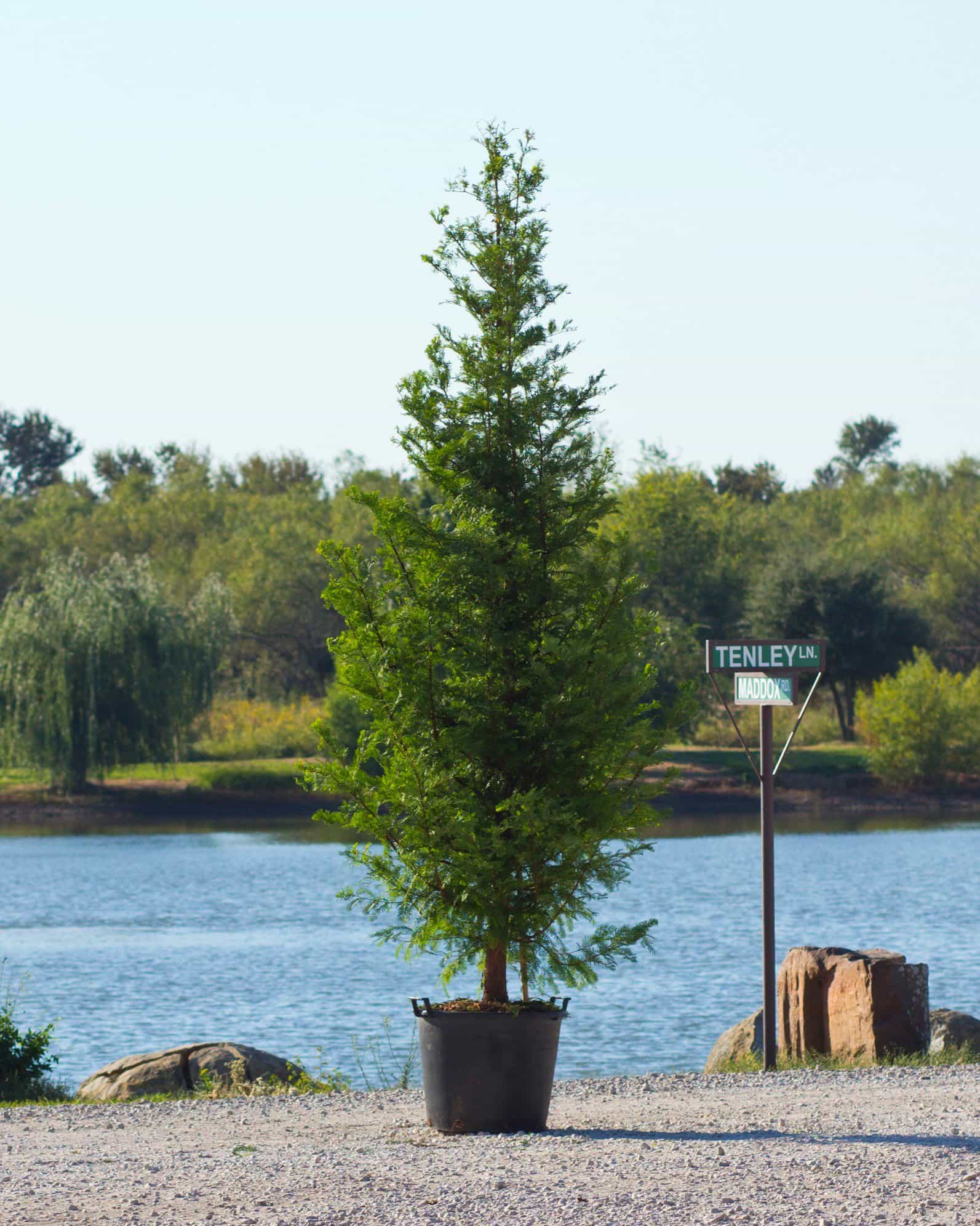 Dawn Redwood
