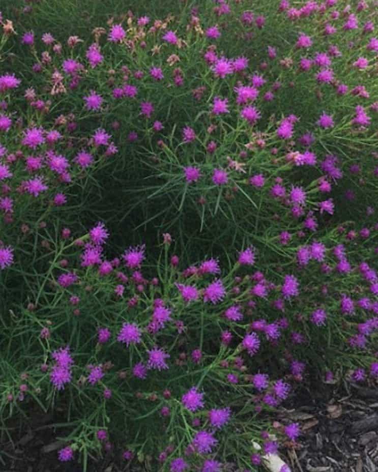 Iron Butterfly Ironweed