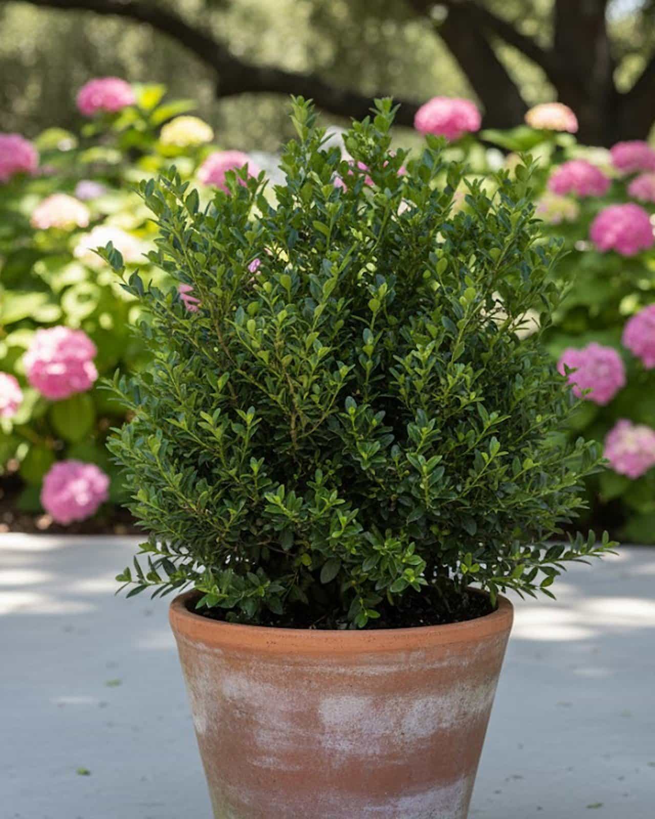Hoogendorn Holly