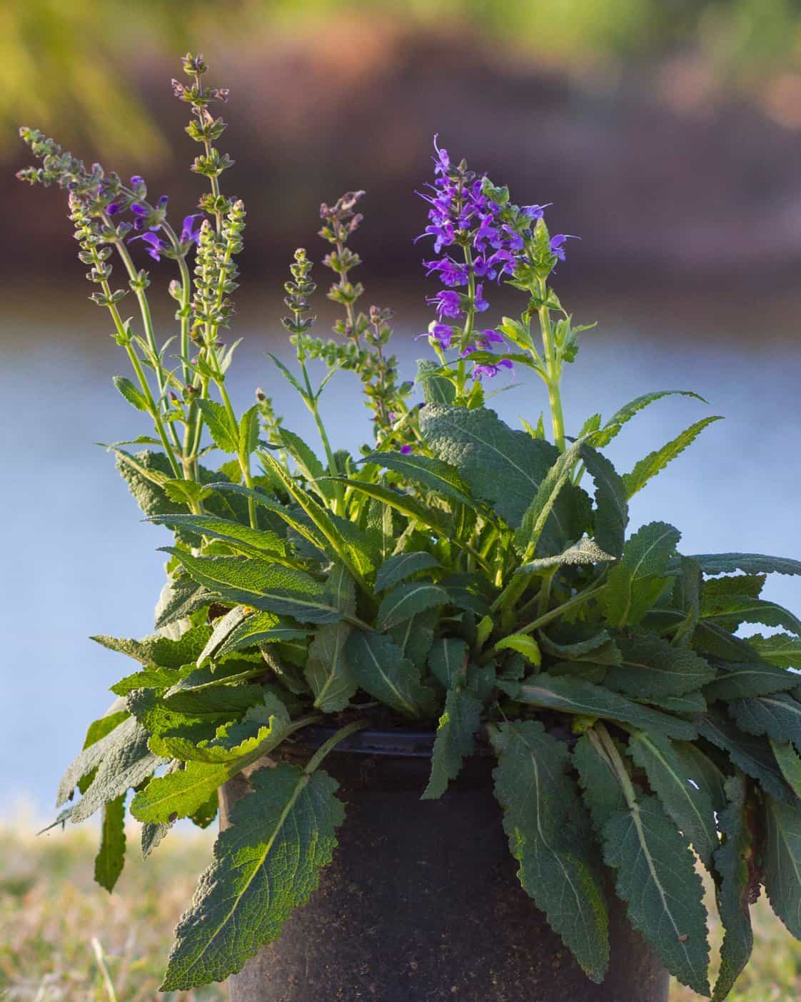 May Night Salvia