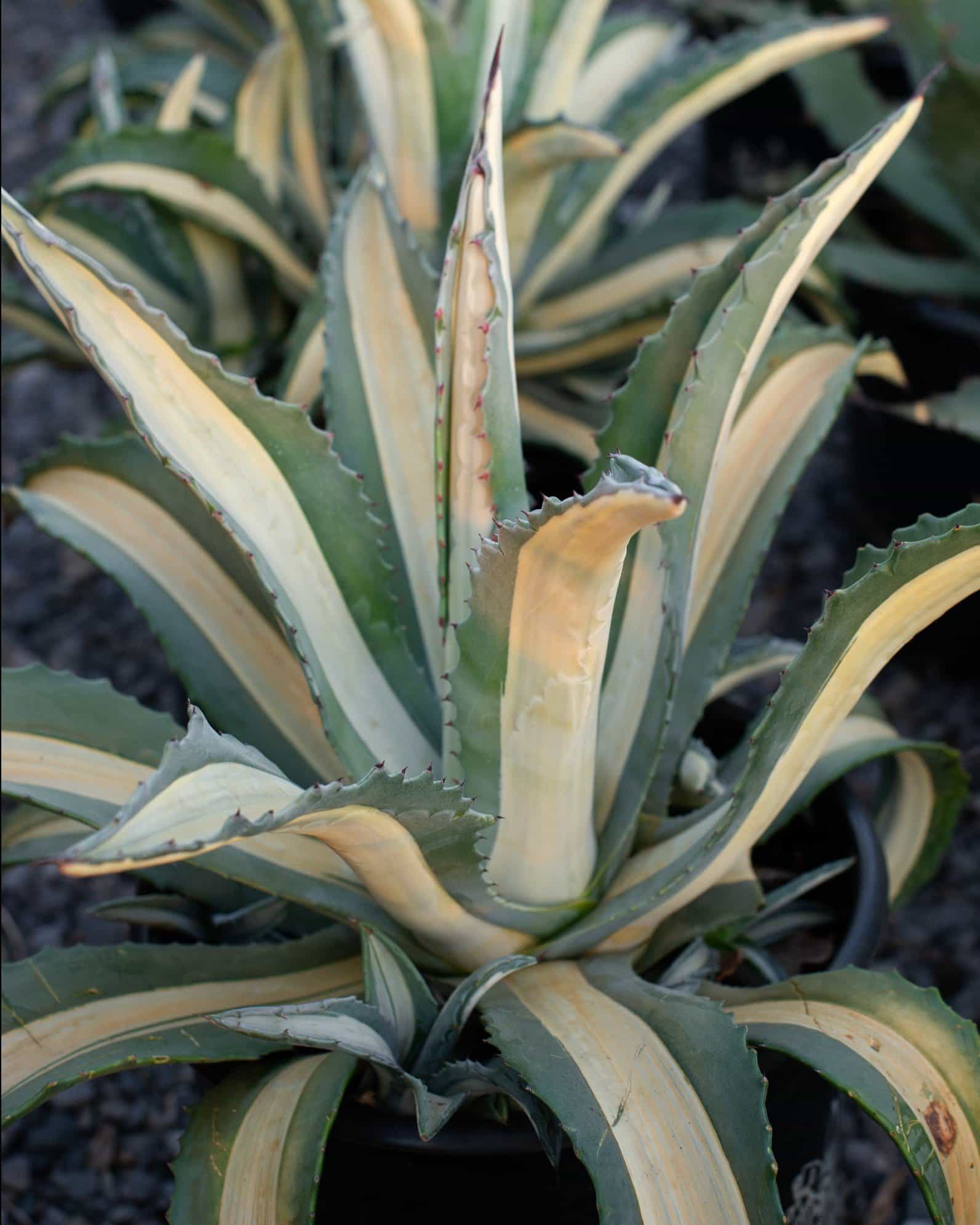 Americana Agave White Striped