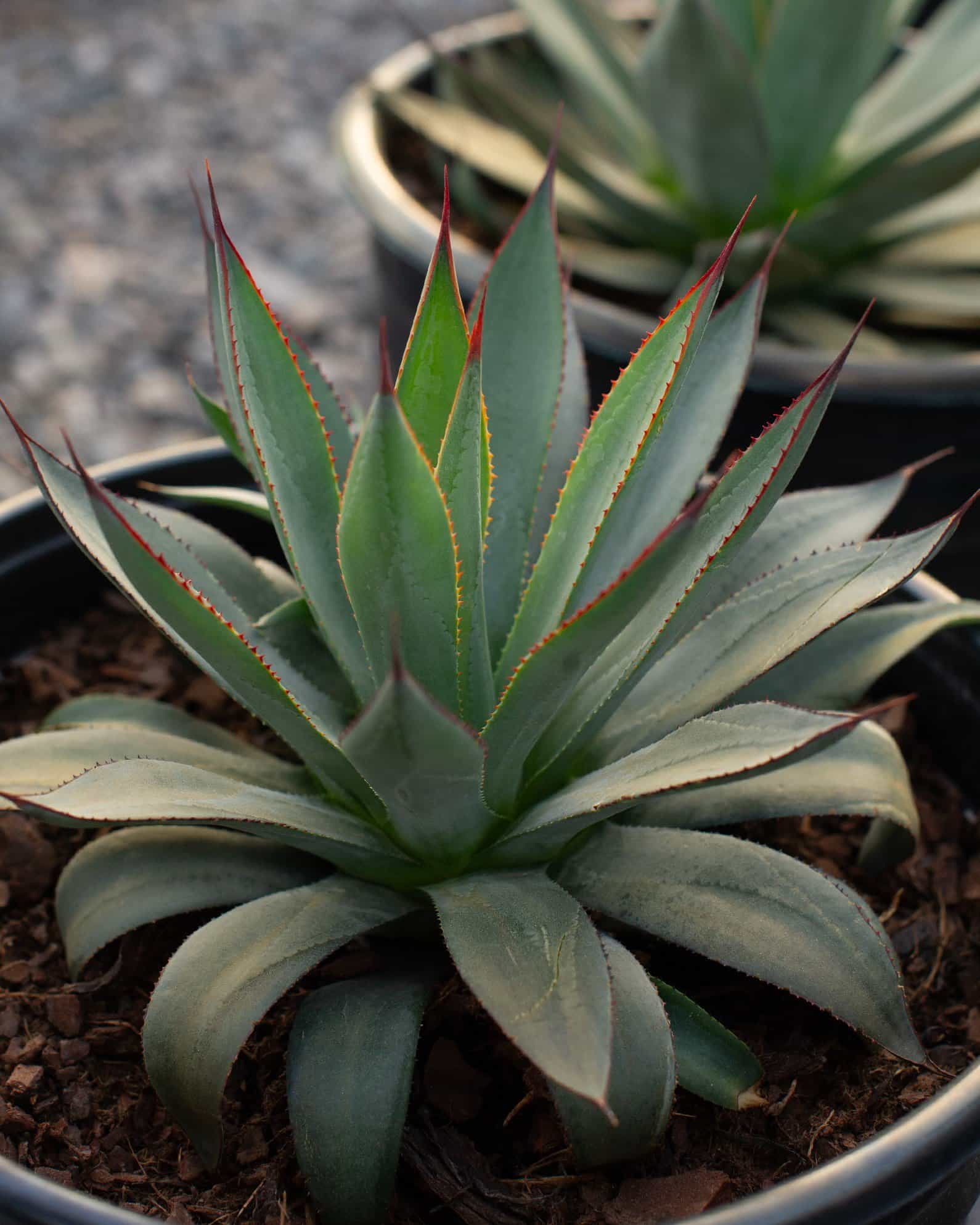 Blue Ember Agave