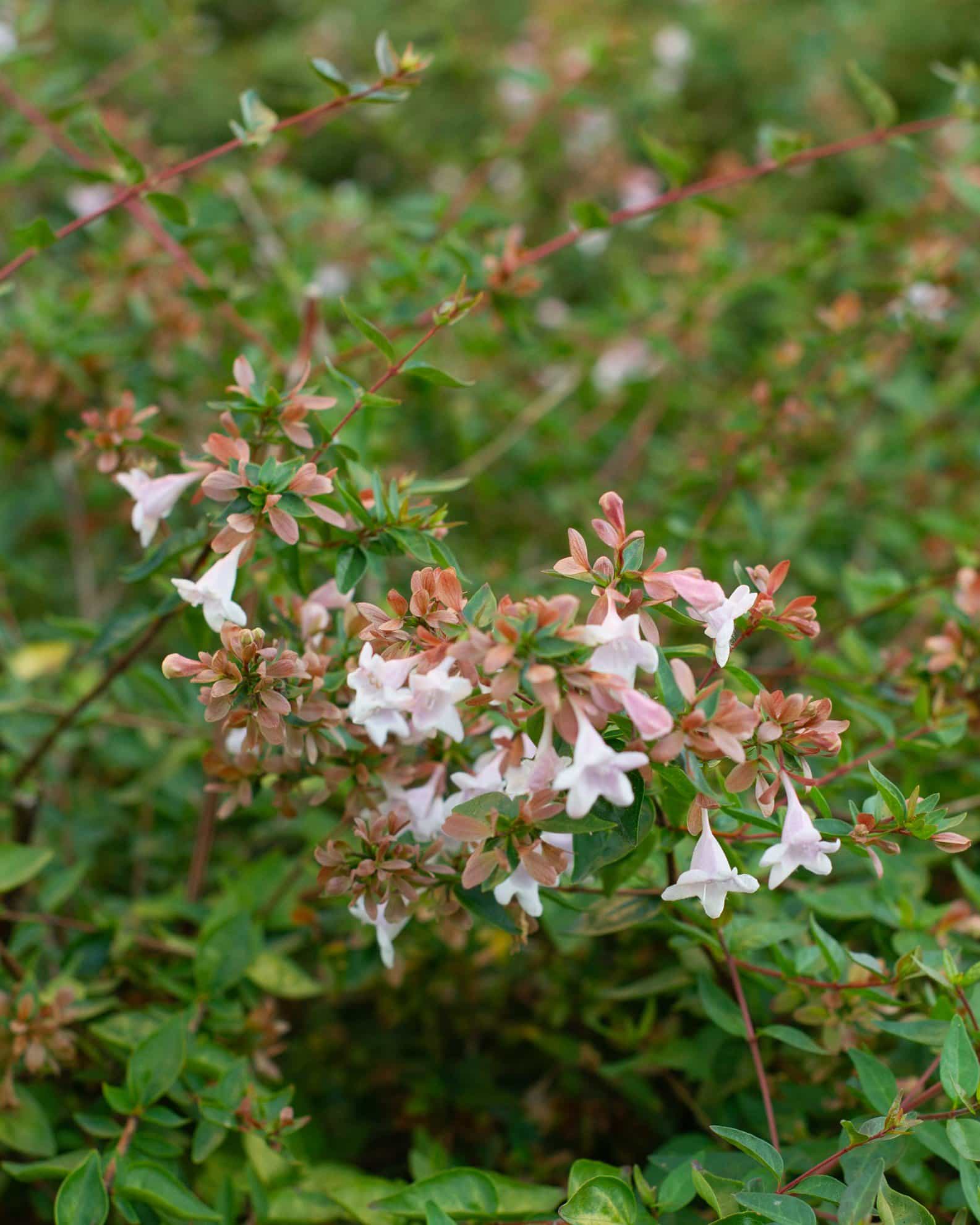 Edward Goucher Abelia