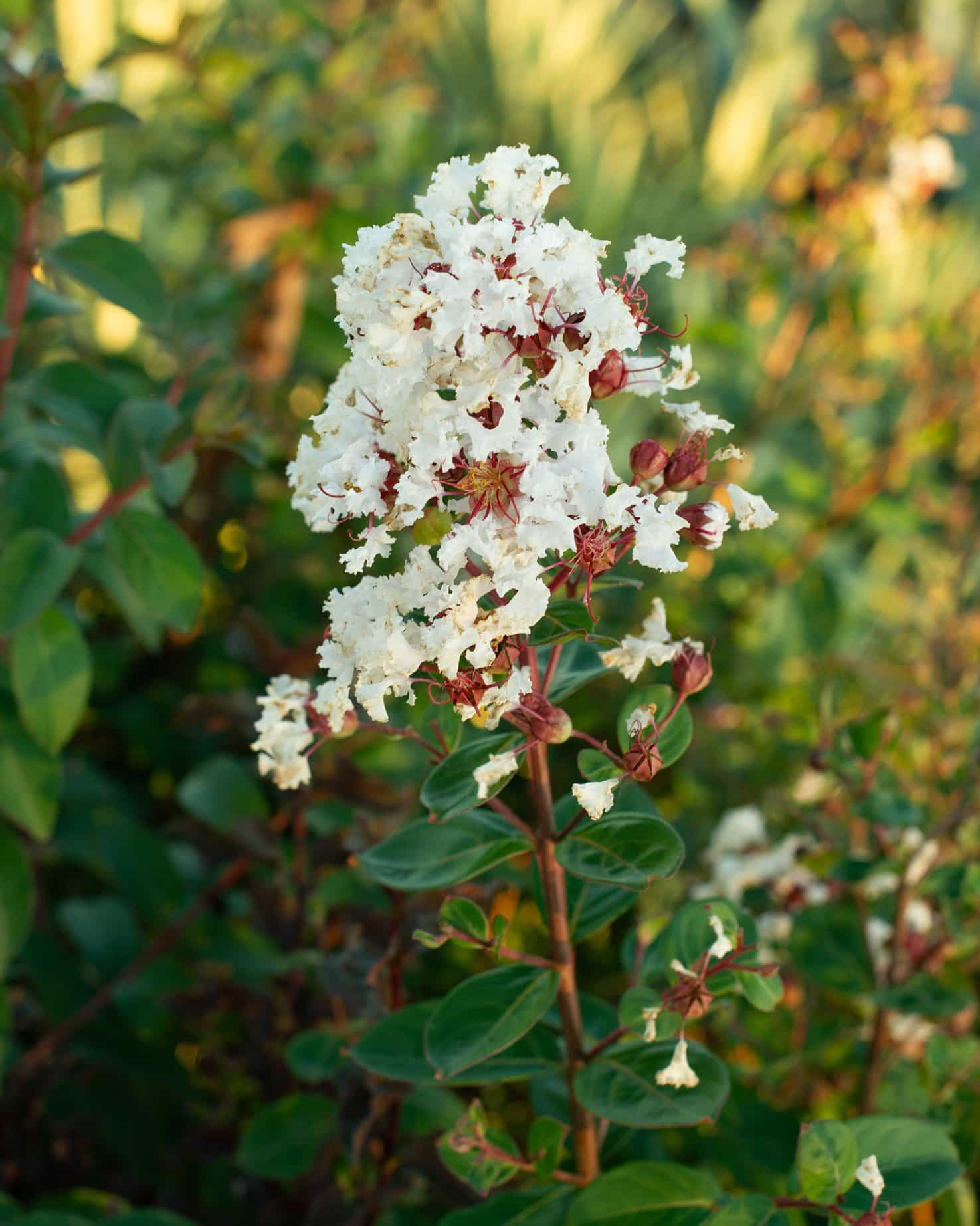 French Vanilla Crape Myrtle