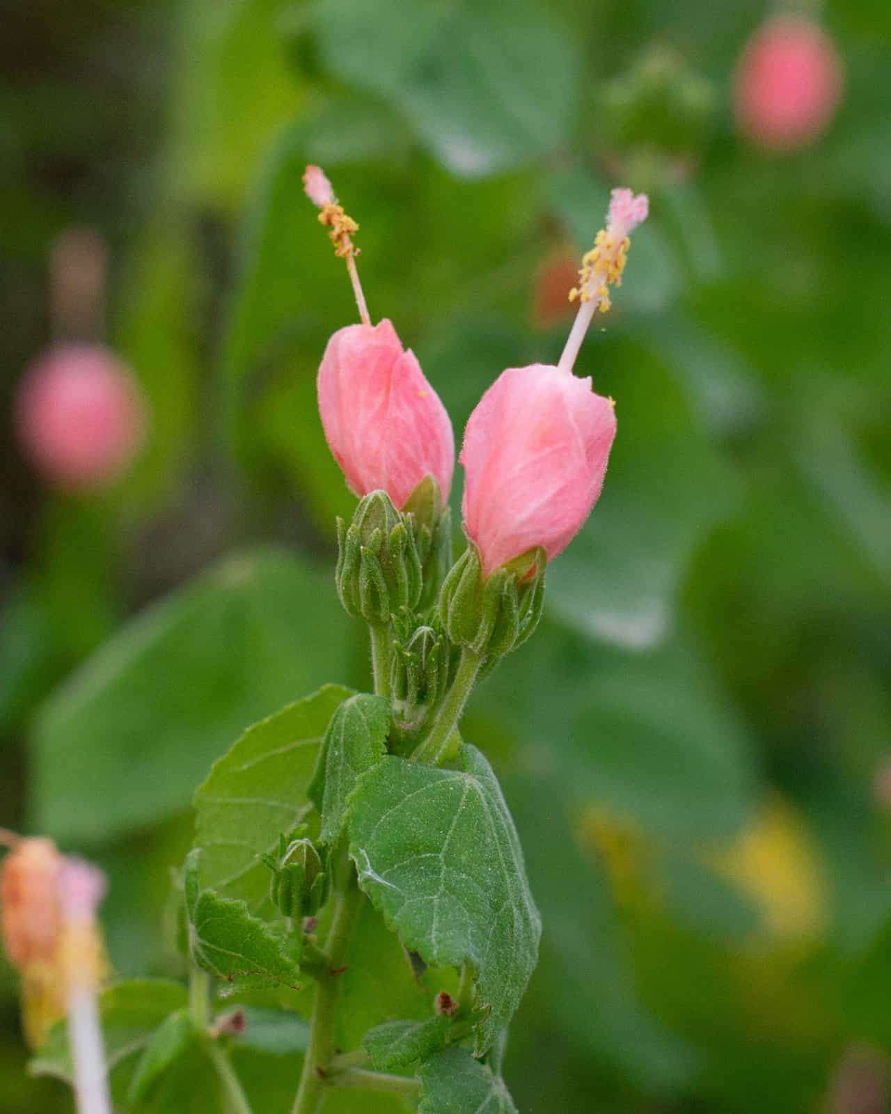 Turk's Cap Pink