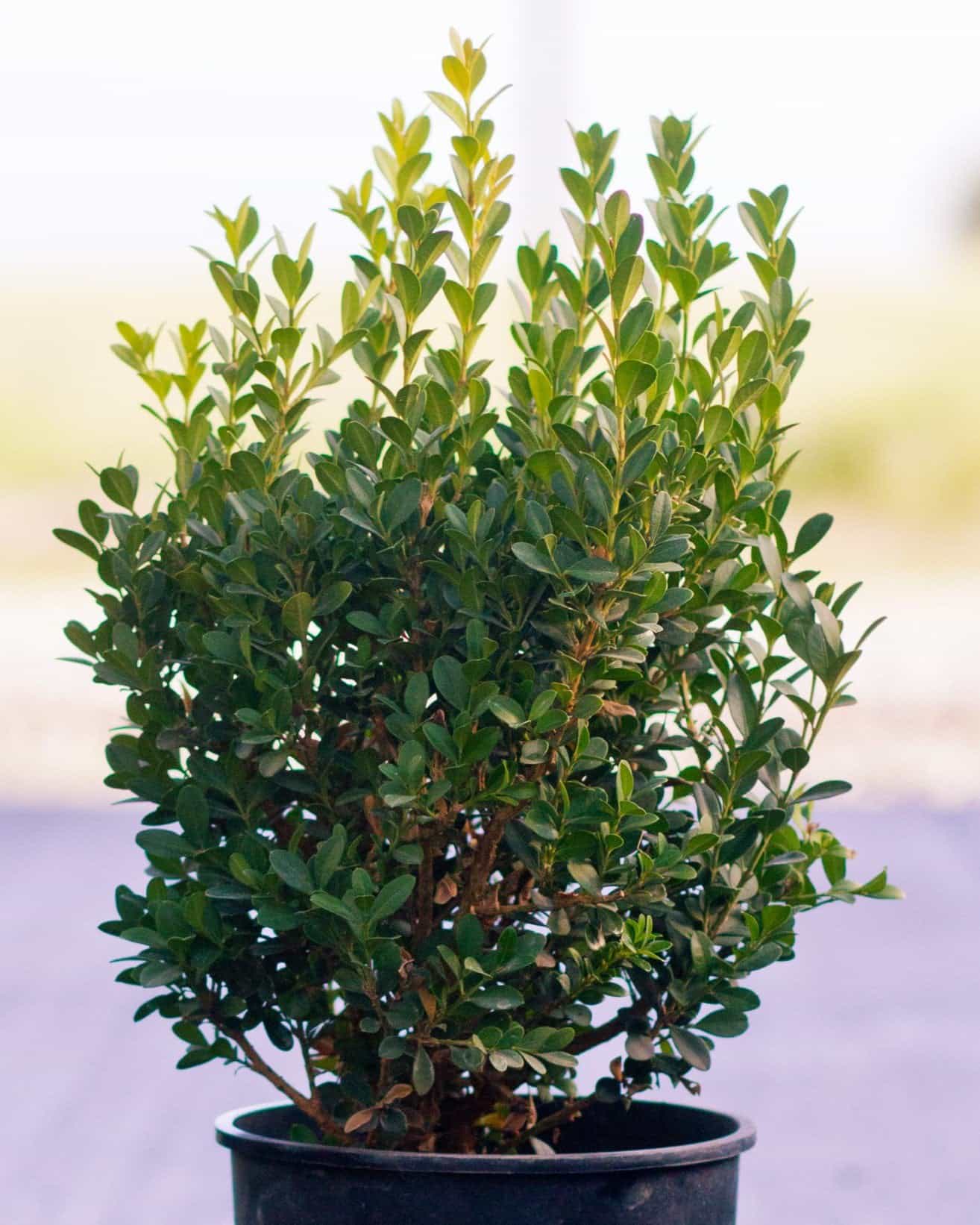 Baby Gem Boxwood