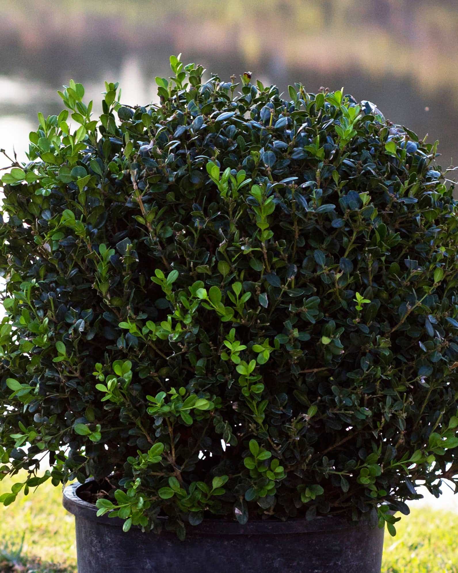 Wintergreen Boxwood Globe