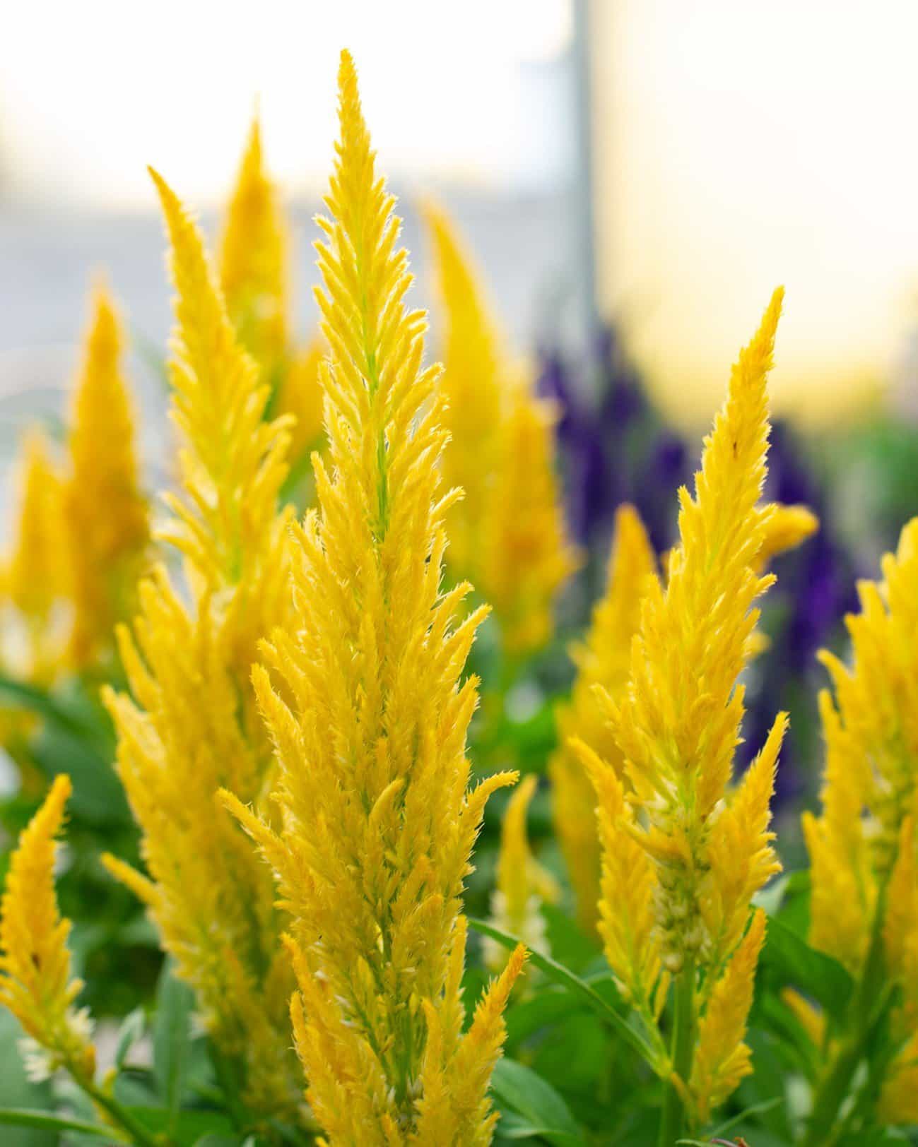 Bright Sparks Yellow Celosia