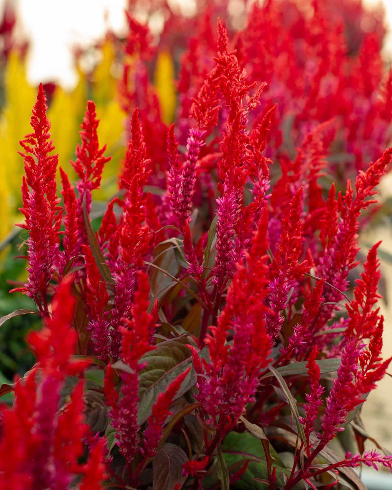 Dragon's Breath Celosia