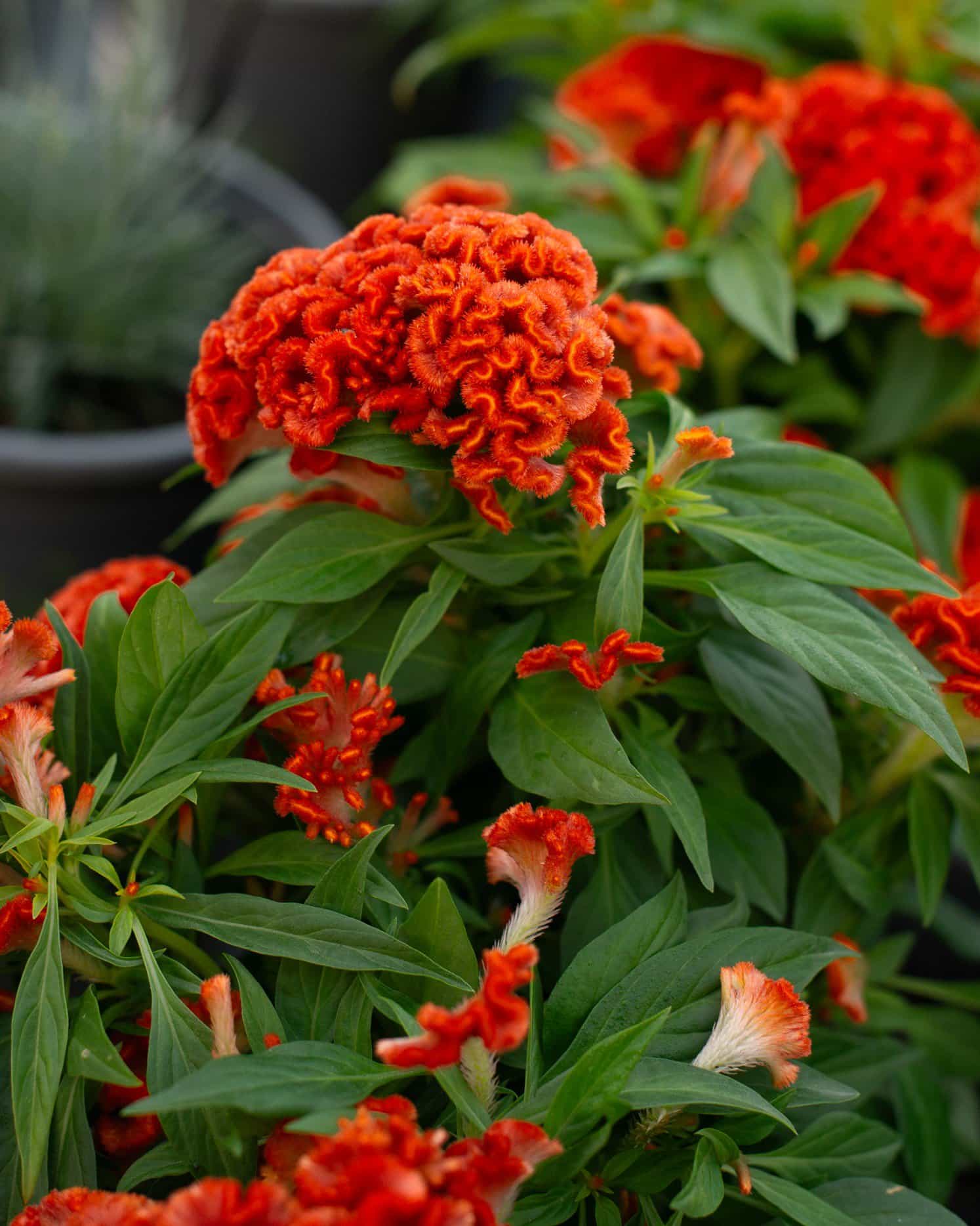 Twisted Dark Orange Celosia