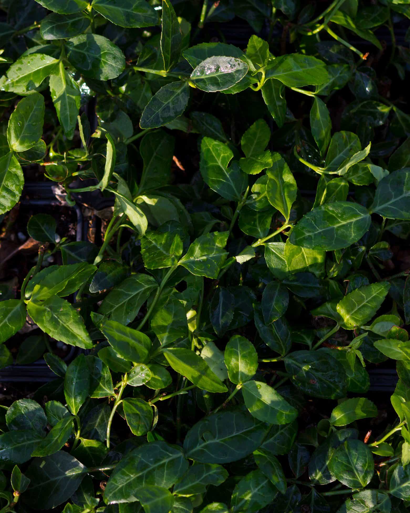Purpleleaf Wintercreeper Euonymus