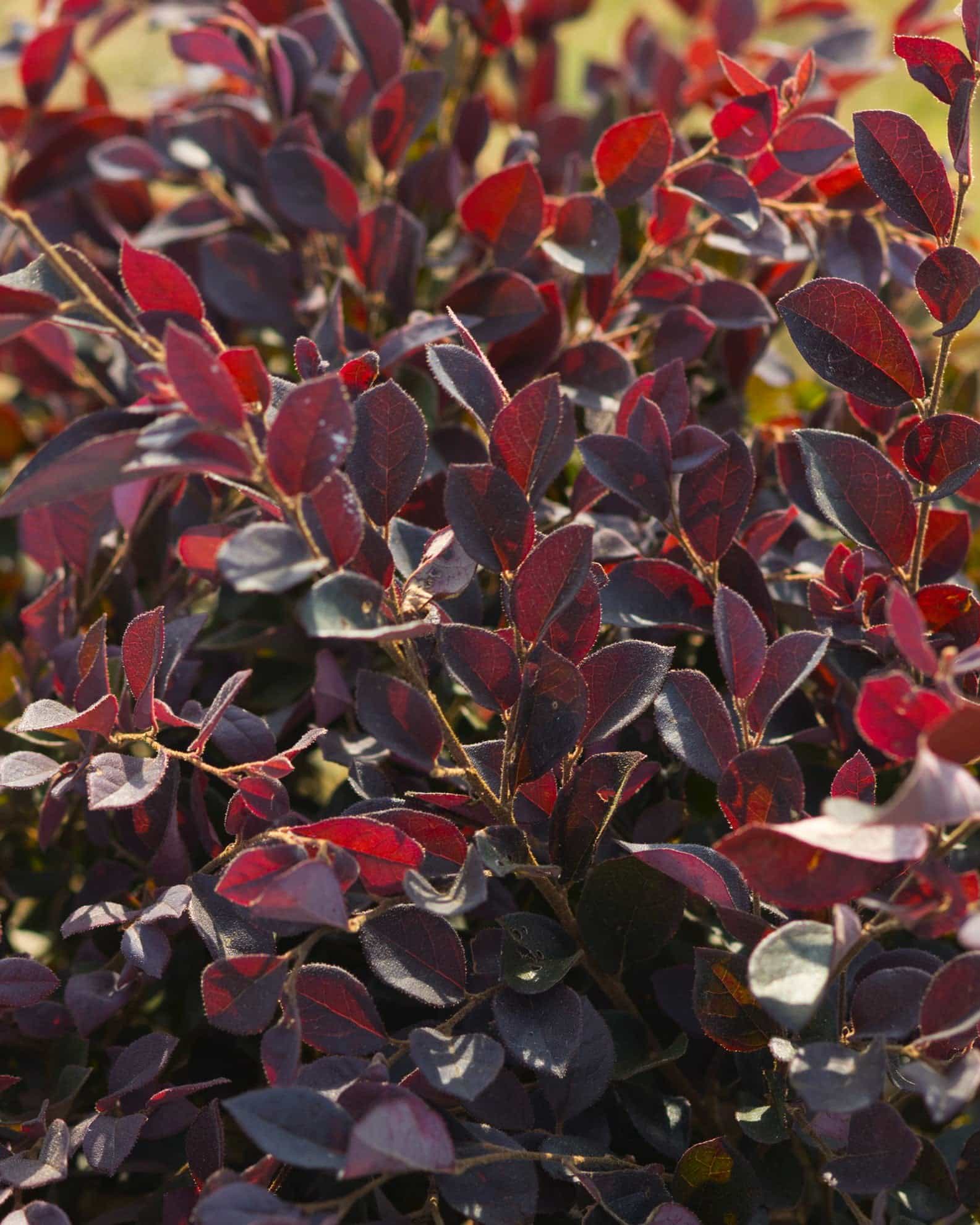 Purple Daydream Loropetalum