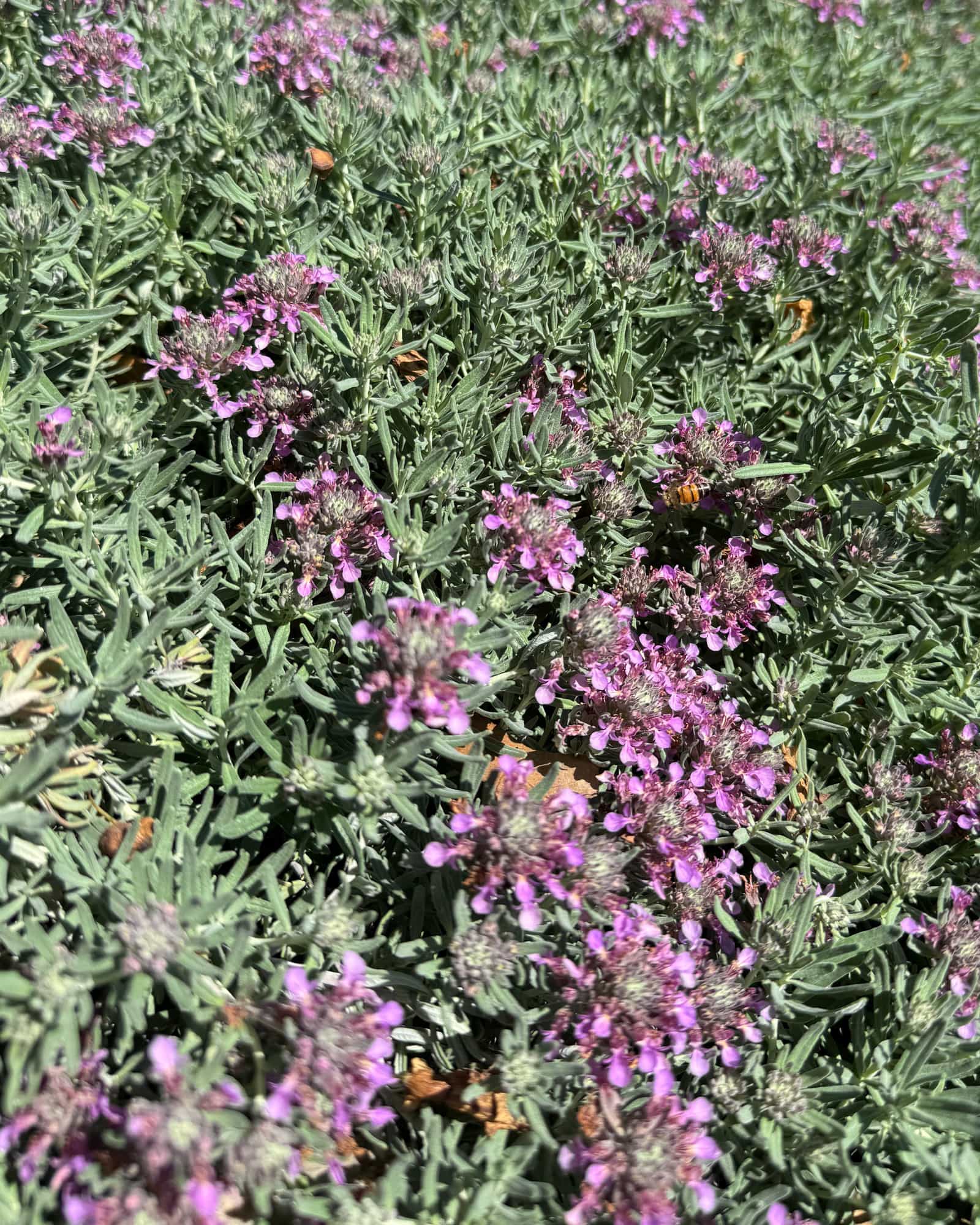 Gray Creeping Germander