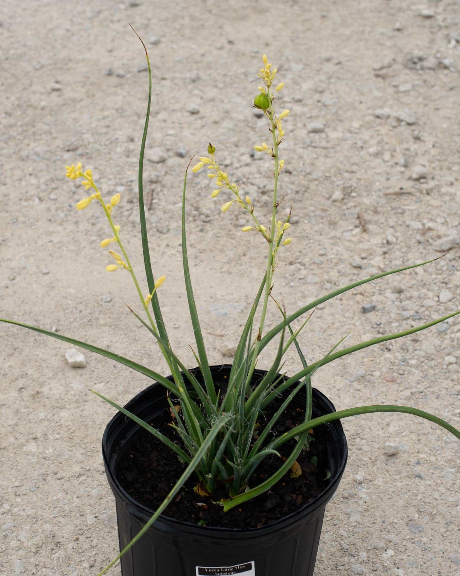 Yucca Little Miss Sunshine