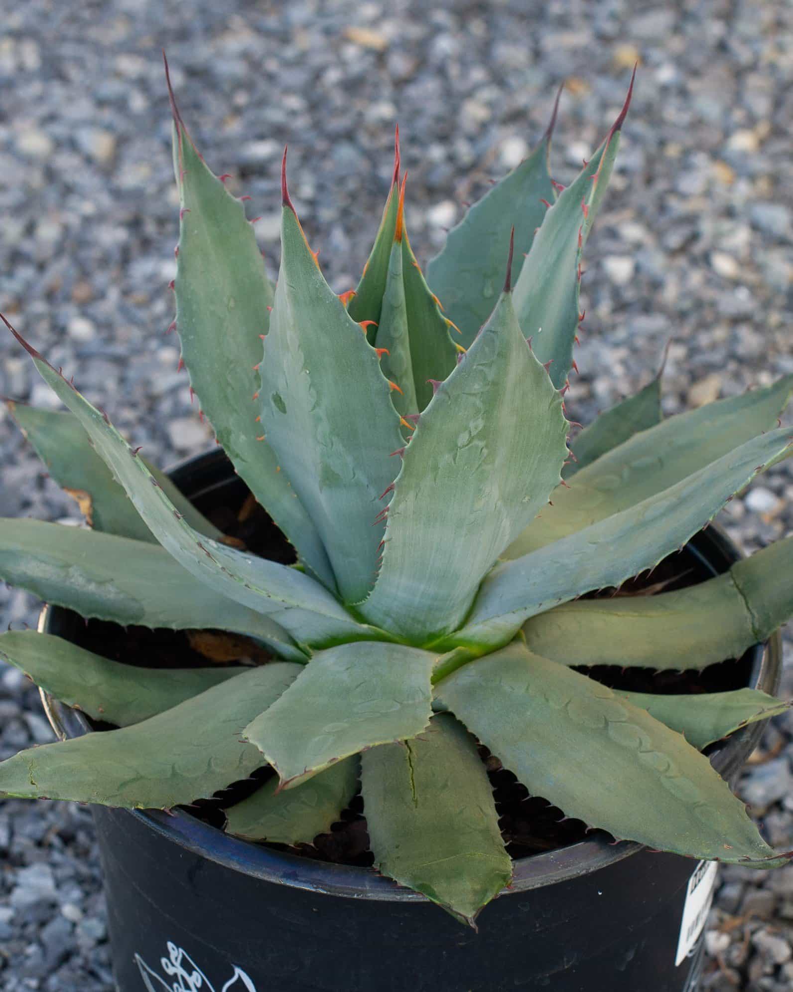 Huachuca Agave