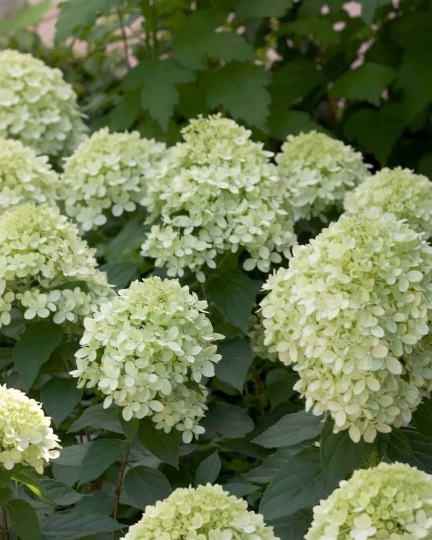Little Lime Hydrangea
