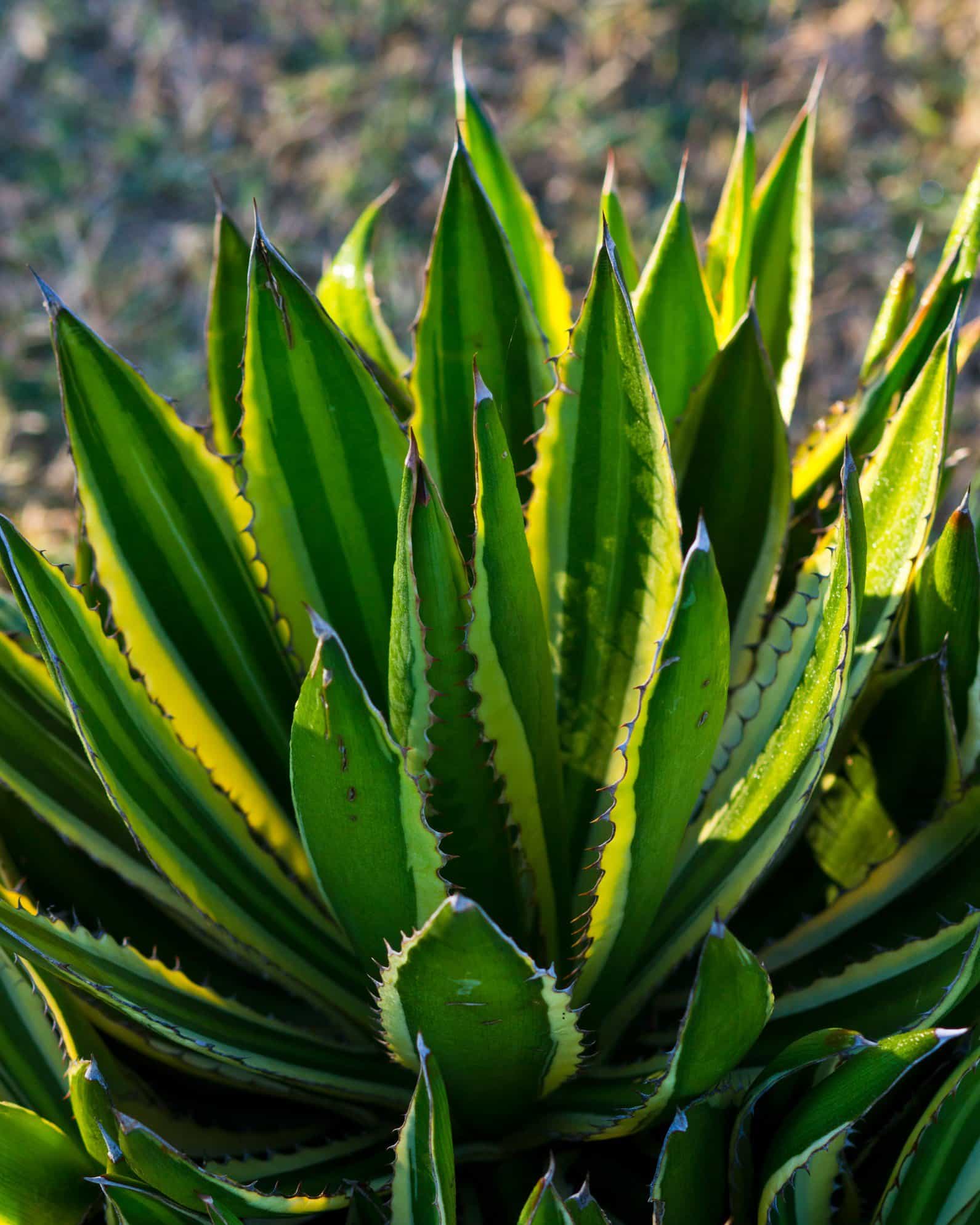Quadricolor Agave