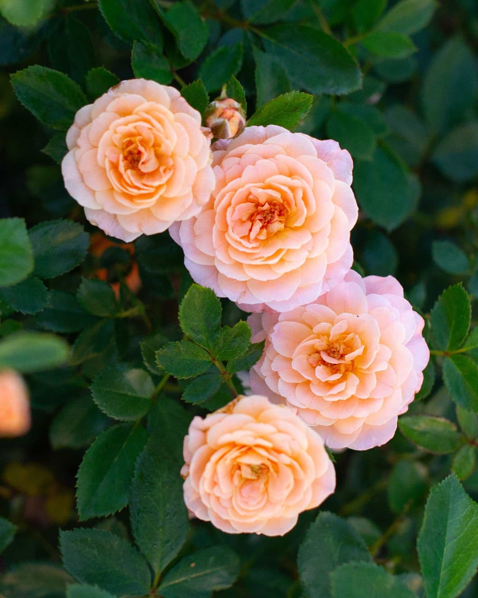 Apricot Drift Rose